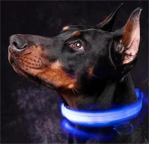 What colour collar for black dog