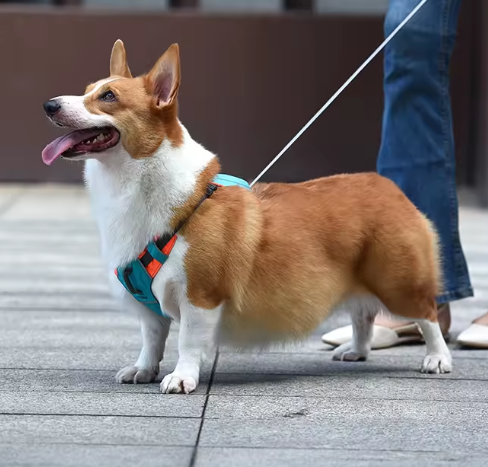 How to measure dog for harness