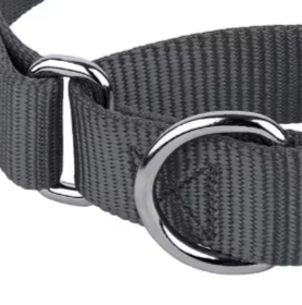 Martingale dog collar for husky