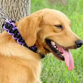 Paracord dog collar and lead