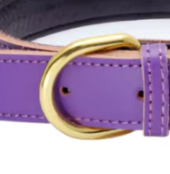 Purple puppy collar