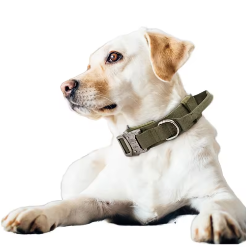 Reinforced dog collar