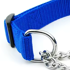 Blue martingale dog collar