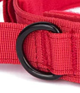 Neoprene padded dog collar