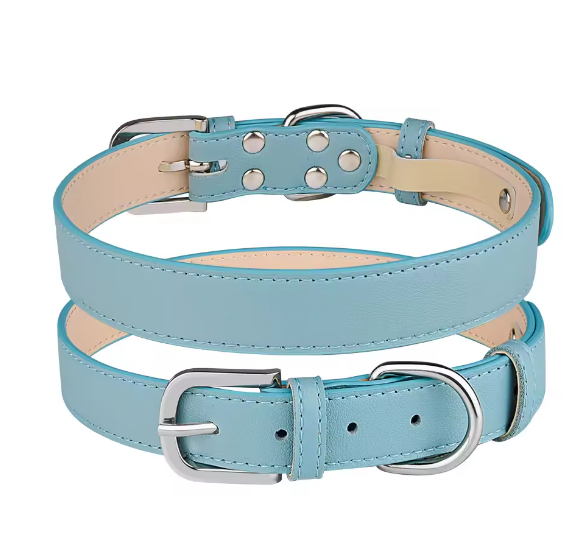 Turquoise puppy collar