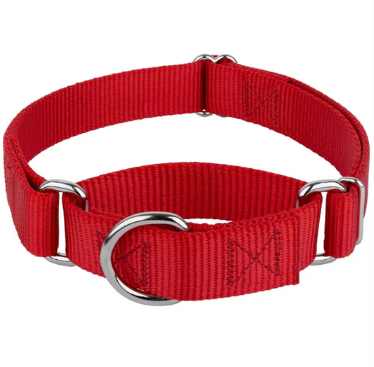 Martingale dog collar greyhound