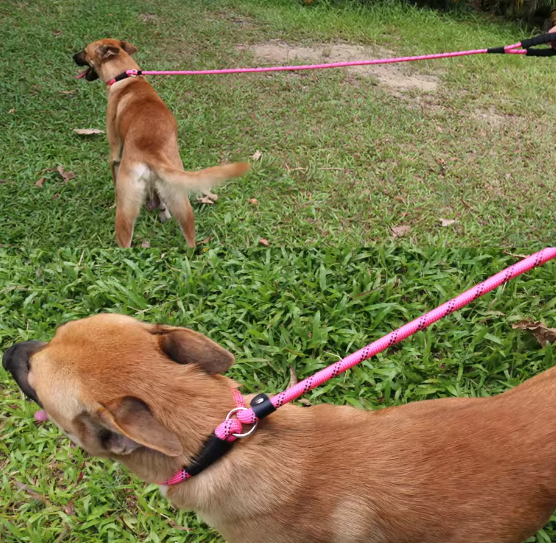 Puppy training slip collar