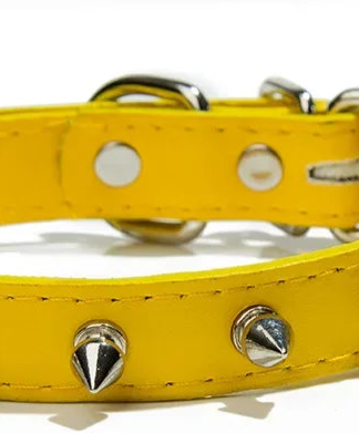 Small studded dog collar