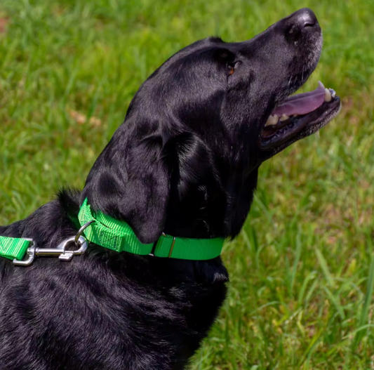 Martingale training collar