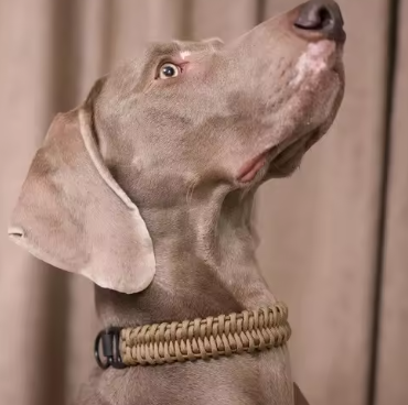 Cobra paracord dog collar