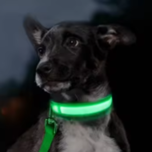 Reflective dog leash and collar