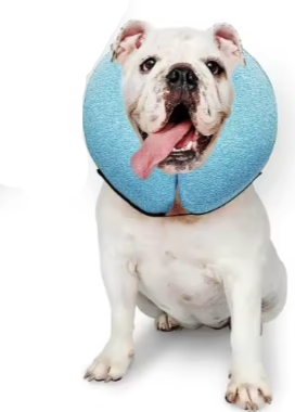 Medium inflatable dog collar