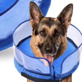 Inflatable collar for large dog