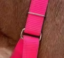 Hot pink martingale dog collar