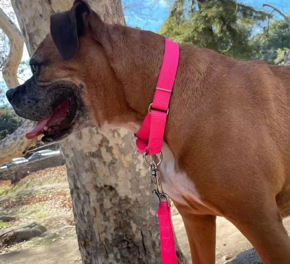 Hot pink martingale dog collar