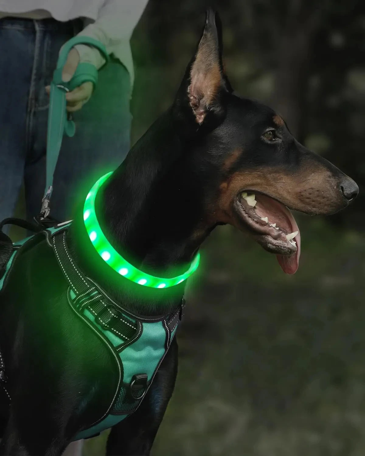 Rechargeable glow in the dark dog collar