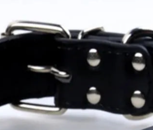 Black leather dog collar with studs