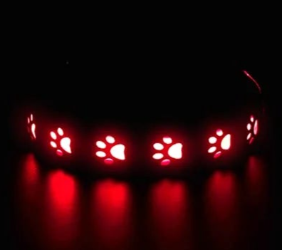 LED dog collar rechargeable