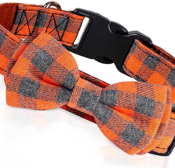 Cute boy dog collar