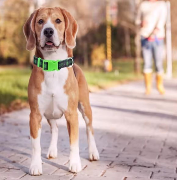 Green tartan dog collar